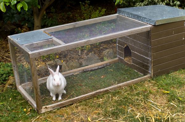 Jak zrobić domową klatkę dla królika?  - Jak krok po kroku zrobić klatkę dla królików?