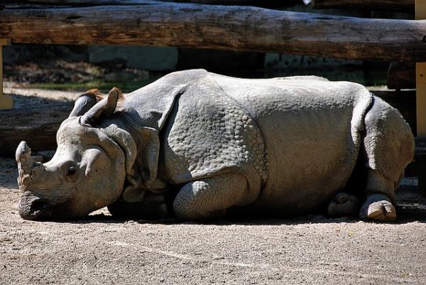 10 najbardziej samotnych zwierząt na świecie - Rhinos 