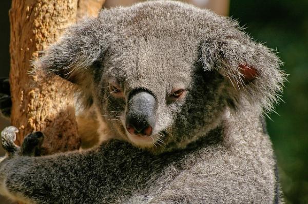 10 najbardziej samotnych zwierząt na świecie - Koalas 