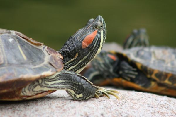 Reprodukcja żółwi - Reprodukcja żółwi płazów