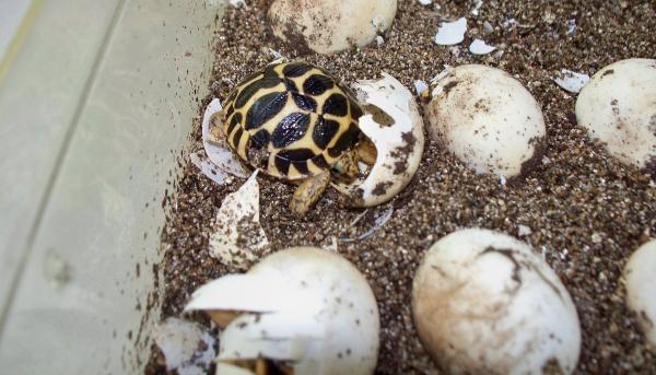 Rozmnażanie żółwi — sztuczna inkubacja