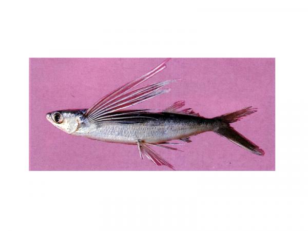 Latająca ryba - Rodzaje i cechy - Rodzaje 4-skrzydłowych ryb latających