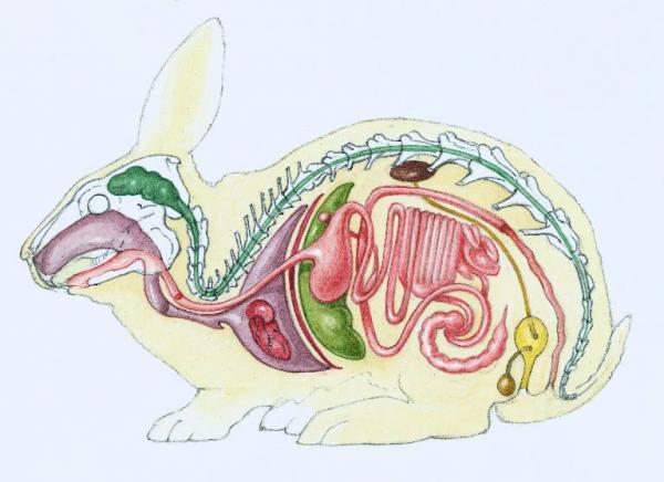 Anatomia królika - układ pokarmowy królika