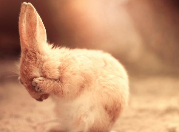 Wskazówki dotyczące adopcji królika - przyczyny porzucenia królików
