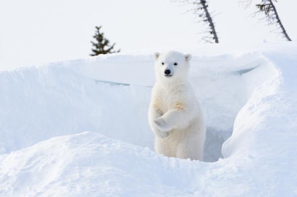 Ile waży niedźwiedź polarny?  - Ile waży niedźwiadek polarny?