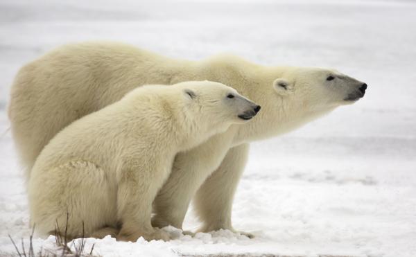 Ile waży niedźwiedź polarny?  - Ile waży dorosły niedźwiedź polarny?