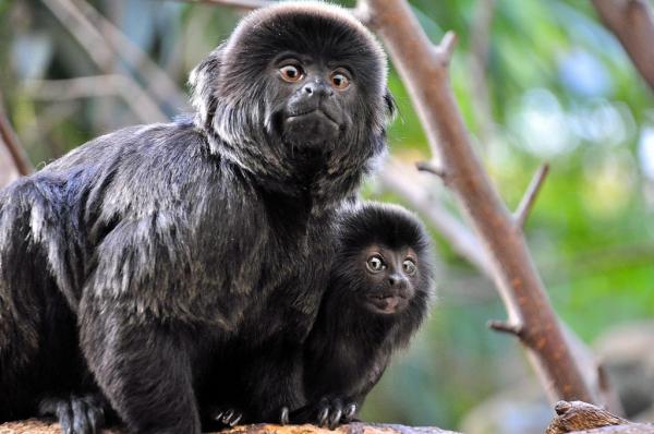 Rodzaje małp marmozetowych — rodzaj Callimico