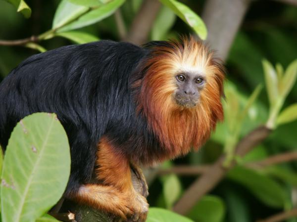 Rodzaje małp marmozetowych — rodzaj Leontopithecus