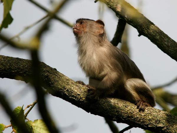 Rodzaje małp marmozet - marmozeta czarnoogoniasta