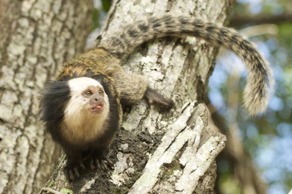 Rodzaje małp marmozetowych — rodzaj Callithrix