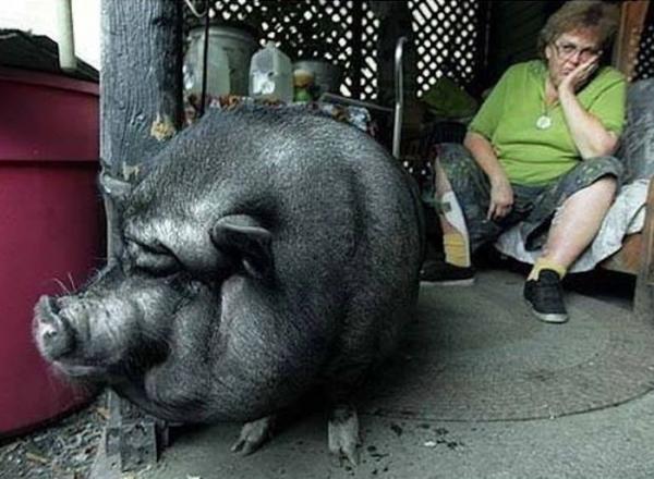 10 zwierząt, które uratowały ludzkie życie - 1. Lulu, dzielna mała świnka