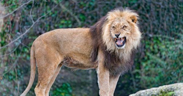 10 zwierząt, które uratowały ludzkie życie - 4. Trzy lwy
