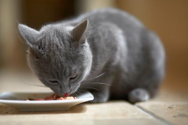 Dlaczego koty zakrywają jedzenie?  - Kot nagle zaczął zakrywać jedzenie