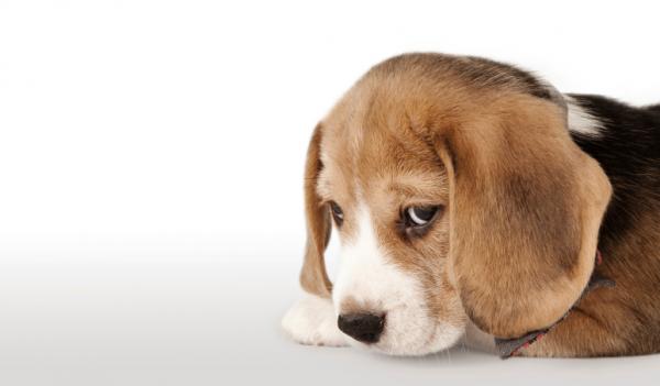 Zatrucie pipetami u psów - objawy i leczenie - Jak dochodzi do zatrucia?