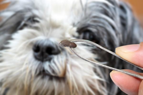 Iwermektyna dla psów - Dawkowanie i zastosowanie - Do czego służy Iwermektyna?