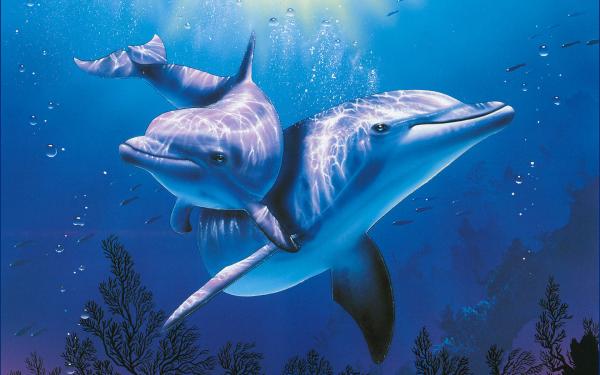 10 ciekawostek o delfinach - 3. Komunikacja delfinów
