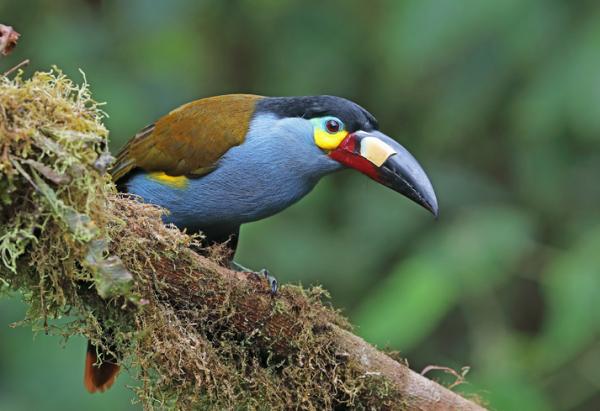 Zwierzęta Amazonii - Lista z imionami i zdjęciami - 3. Tukany (rodzina Ramphastidae)