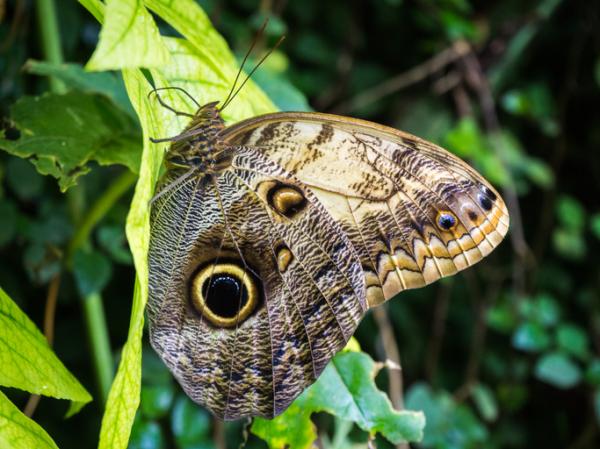 Zwierzęta Amazonii - Lista z imionami i zdjęciami - 9. Motyle sowy (Caligo spp.)
