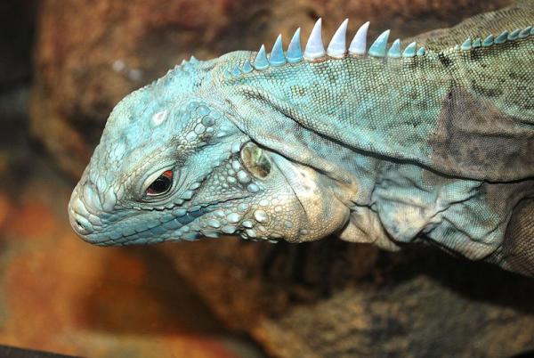 Niebieskie zwierzęta - 4. Niebieski iguana