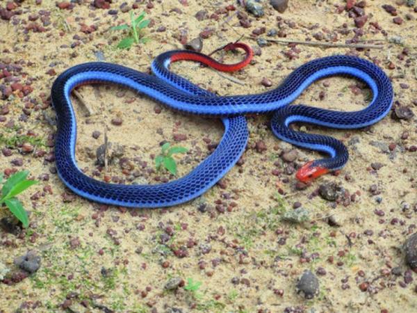 Niebieskie zwierzęta - 5. Niebieski wąż koralowy
