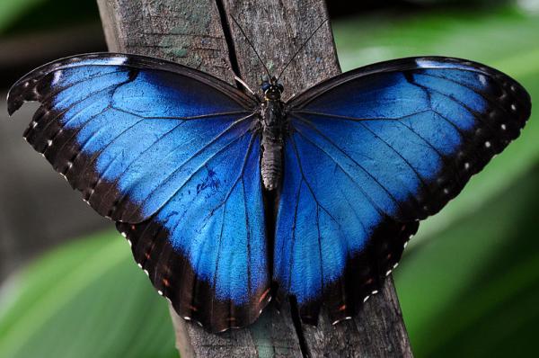 Niebieskie zwierzęta - 2. Niebieski motyl Morpho