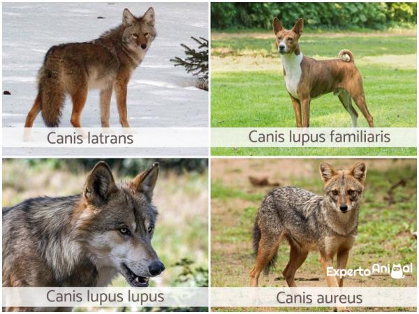 Pochodzenie psa - Czy pies pochodzi od wilka?