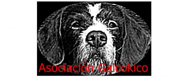 Gdzie mogę adoptować psa w Asturii - Stowarzyszenie Galcokico