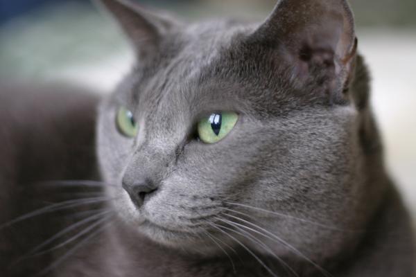 10 najpopularniejszych ras kotów na świecie - 3. Kot rosyjski niebieski: czysta elegancja