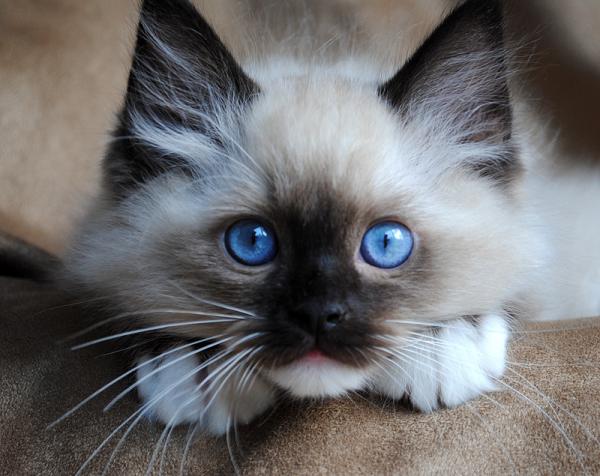 Top 10 najpopularniejszych ras kotów na świecie — 7. Ragdoll: Słodka Ragdoll