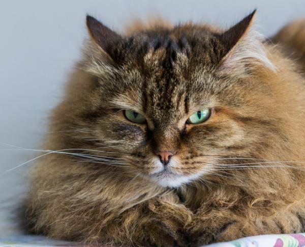 10 najpopularniejszych ras kotów na świecie - 6. Syberyjski: najdzikszy i najbardziej urzekający wygląd