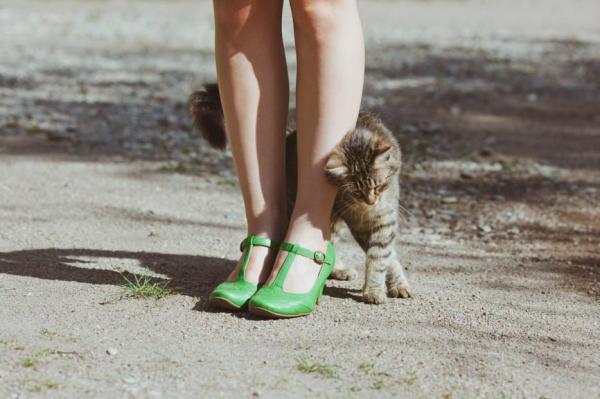 10 dziwnych rzeczy, które koty robią - 1. Pocierają o ciebie głowę