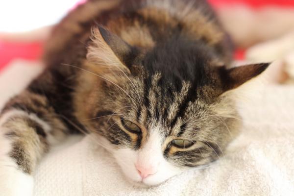 Jak długo kot żyje z białaczką kotów?  - Prawdy i mity na temat białaczki kotów