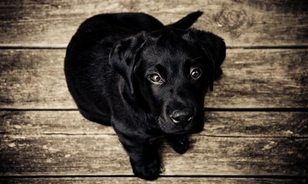 Zapalenie wątroby u psów - objawy i leczenie - jak dochodzi do zapalenia wątroby u psów