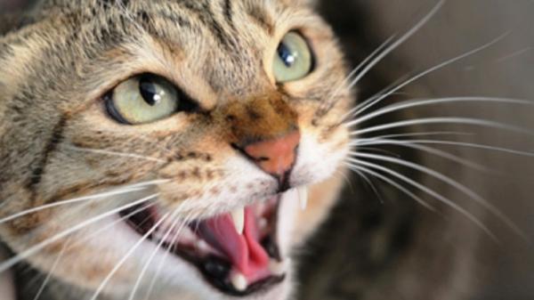 Jak odstraszyć bezpańskie koty?  - Sztuczki odstraszające bezpańskie koty, których NIE powinieneś używać