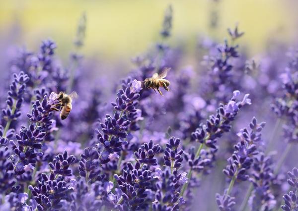 Znaczenie pszczół - Więcej o pszczołach