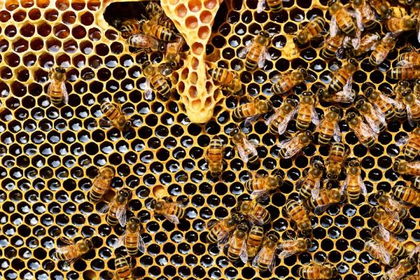 Znaczenie pszczół – co robią pszczoły?