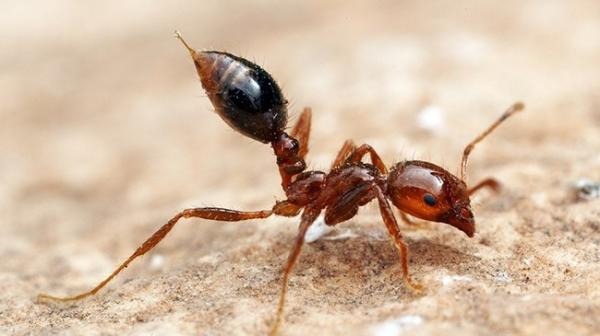 Rodzaje mrówek - Charakterystyka i fotografie - 3. Czarna mrówka ognista