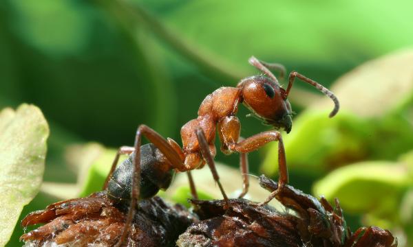 Rodzaje mrówek - Charakterystyka i fotografie - 9. Czerwona mrówka drewna