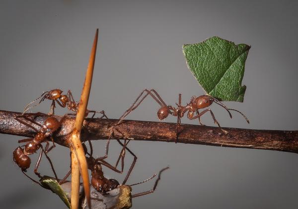 Rodzaje mrówek - Charakterystyka i fotografie - 7. Mrówka liściasta
