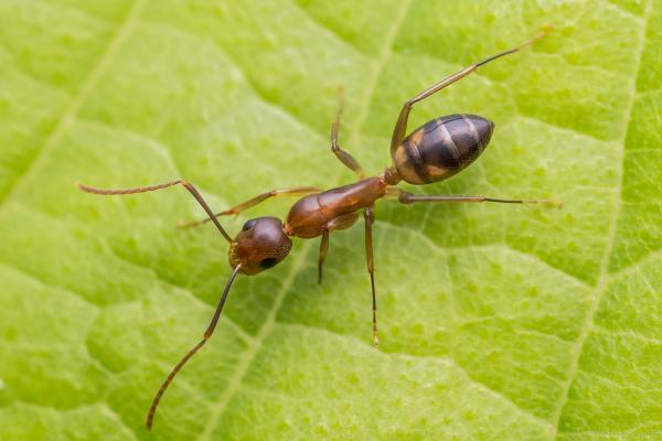 Rodzaje mrówek - Charakterystyka i fotografie - 6. Mrówka argentyńska
