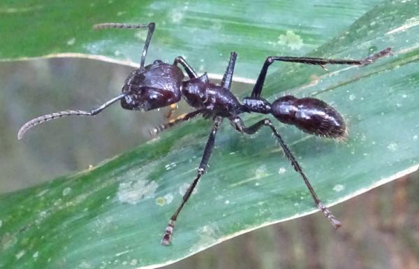 Rodzaje mrówek - Charakterystyka i zdjęcia - 1. Mrówka kulista