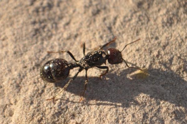 Rodzaje mrówek - Charakterystyka i fotografie - 10. Mrówka spichlerzowa