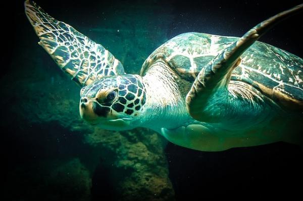Różnice między żółwiami wodnymi a lądowymi - Różnice w długowieczności