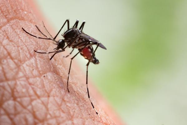 Co jedzą komary?  - Nieszkodliwe i niebezpieczne komary