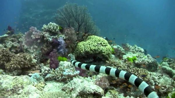 10 najbardziej trujących zwierząt na świecie - 2. Wąż morski