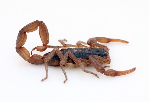 10 najbardziej trujących zwierząt na świecie - 10. Skorpion
