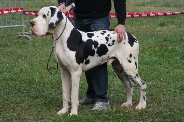 10 ras psów podatnych na dysplazję stawów biodrowych - 4. Dog niemiecki lub buldog niemiecki