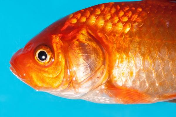 Dlaczego ryby słodkowodne giną w słonej wodzie?  - Oddychanie ryb