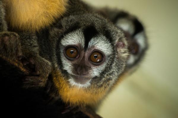 10 najmniejszych naczelnych na świecie - Azara Night Monkey