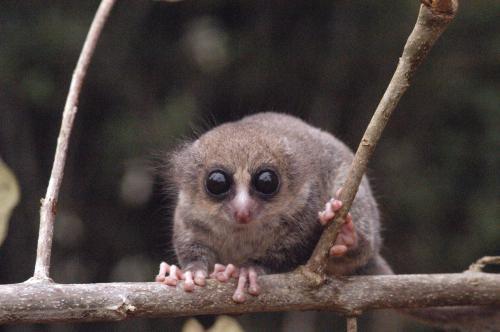 10 najmniejszych naczelnych na świecie - lemur karłowaty włochaty